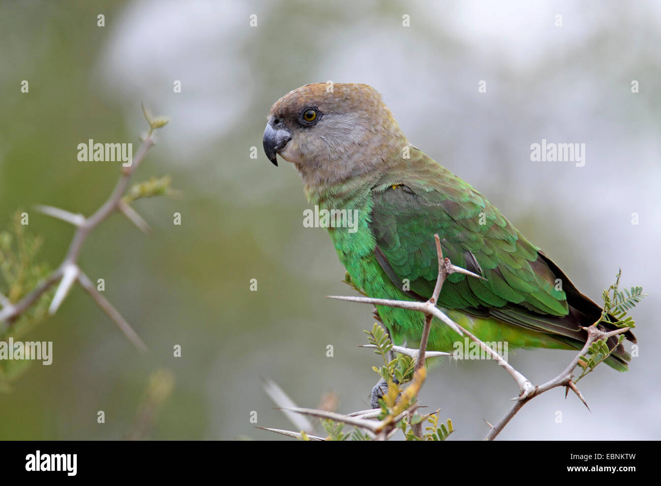 Perroquet à tête brune (Poicephalus cryptoxanthus), homme assis sur un arbuste pricky, Afrique du Sud, Kruger National Park Banque D'Images