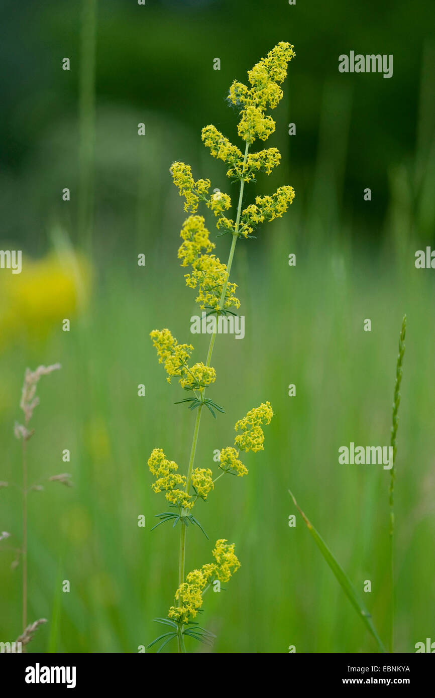 Le gaillet de Wirtgen, jaune le gaillet (Galium wirtgenii), ion en fleurs un pré, Allemagne Banque D'Images