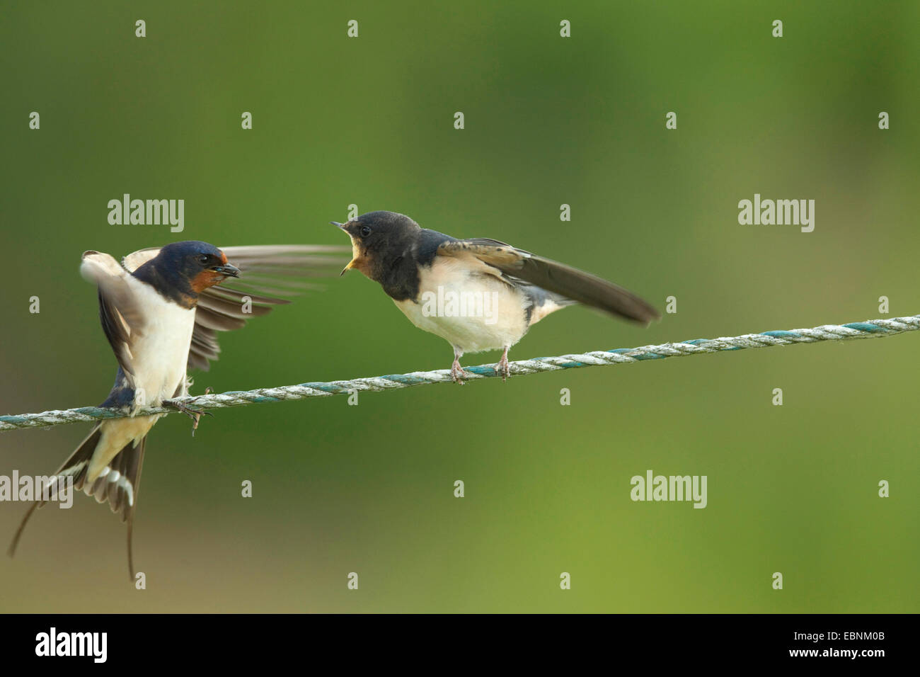 L'hirondelle rustique (Hirundo rustica), alimentation adultes squeaker sur un fil, Allemagne Banque D'Images