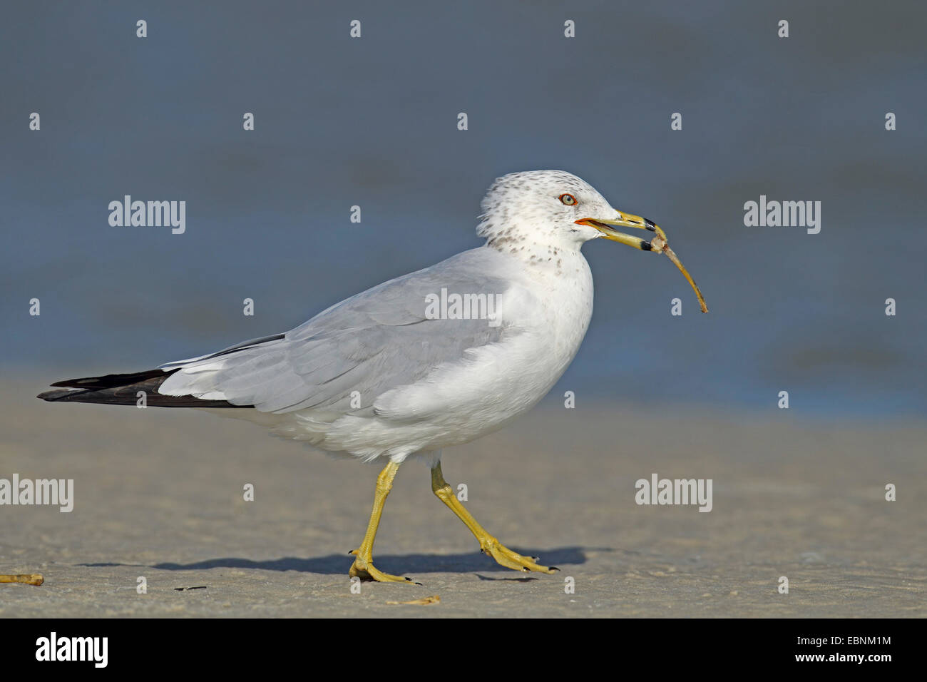 Le goéland à bec cerclé (Larus delawarensis), Gull en plumage d'hiver promenades à la plage avec un os dans le projet de loi, aux Etats-Unis, en Floride Banque D'Images