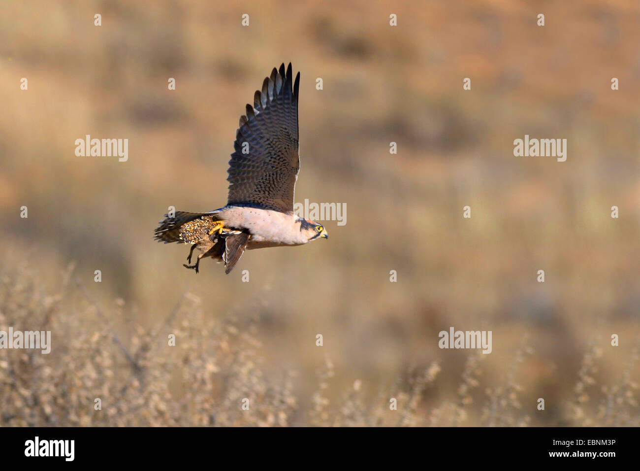 Faucon lanier (Falco biarmicus), vole avec une andgrouse dans l'sburchell griffes, Afrique du Sud, Kgalagadi Transfrontier National Park Banque D'Images