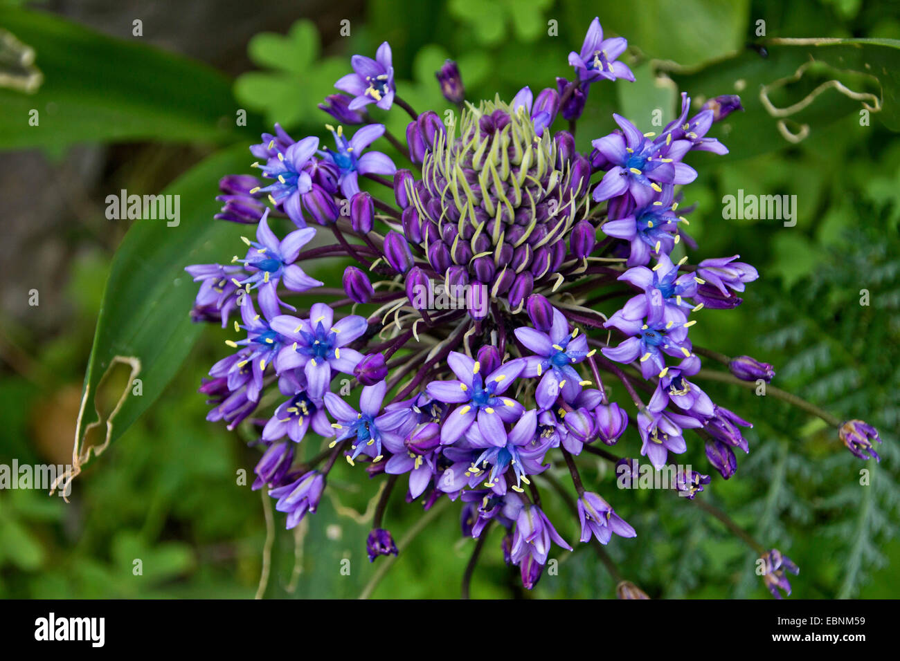 Scilla Scilla peruviana (péruvienne), inflorescence, Gibraltar Banque D'Images