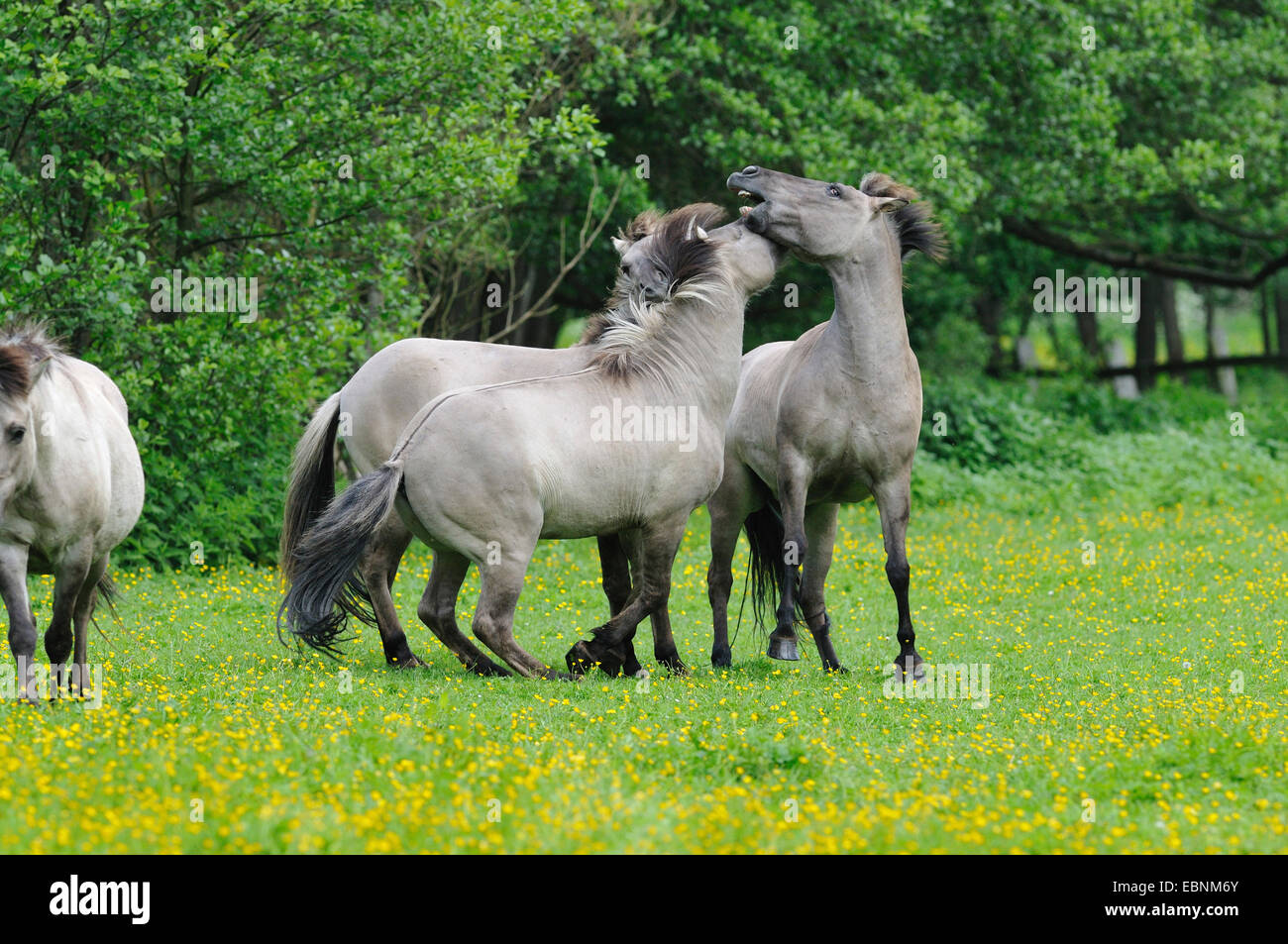 Tarpan (Equus ferus gmelini, Equus gmelini), retour de la tentative d'élevage de chevaux sauvages disparues sous-espèces par le croisement des différentes races de chevaux. Luttes de classement mares, Allemagne Banque D'Images