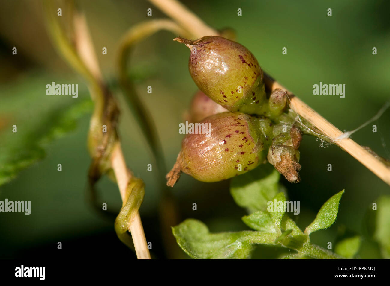 Cuscute (Cuscuta lupuliformis saule), fleurs, Allemagne Banque D'Images