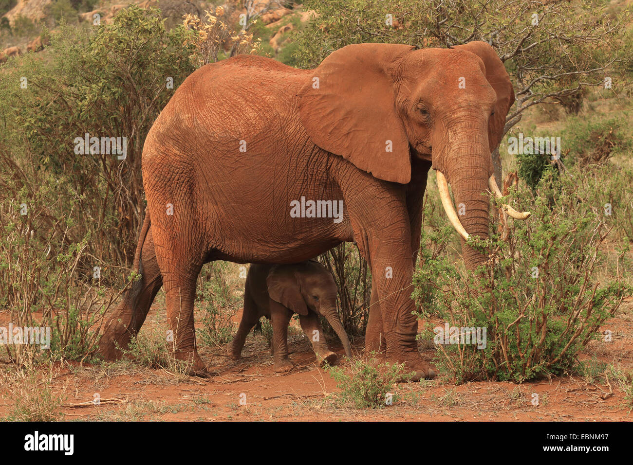 L'éléphant africain (Loxodonta africana), femme avec bébé éléphant, le Kenya, l'Est de Tsavo National Park Banque D'Images