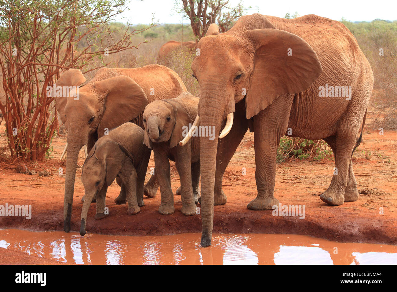 L'éléphant africain (Loxodonta africana), troupeau d'éléphants au waterhole, Kenya, Tsavo East National Park Banque D'Images