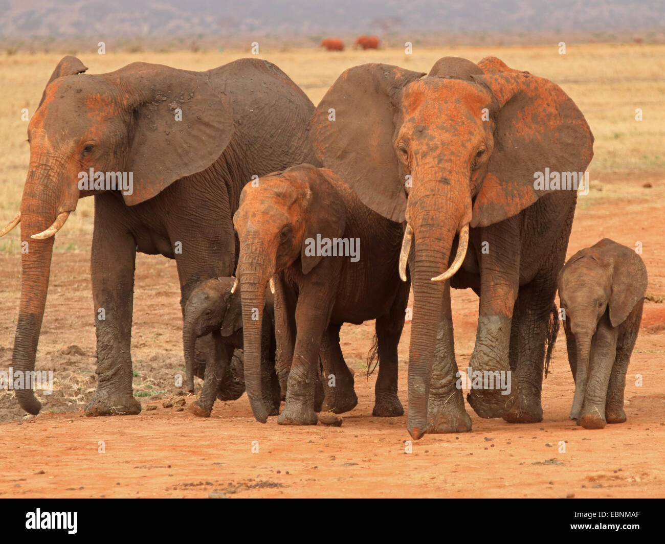 L'éléphant africain (Loxodonta africana), troupeau d'éléphants, le Kenya, l'Est de Tsavo National Park Banque D'Images