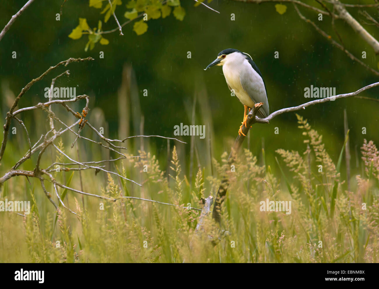 Bihoreau gris (Nycticorax nycticorax), assis sur une branche, la Hongrie, l'Egyek, d'Hortobagy Banque D'Images
