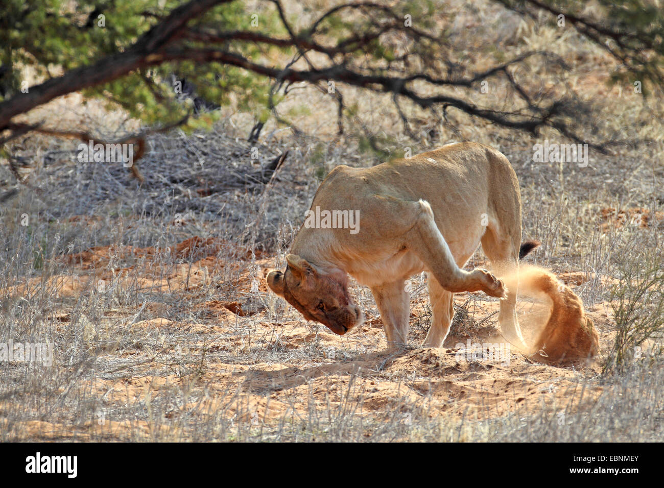 Lion (Panthera leo), femelle creuse dans le sable avec les pattes avant, Afrique du Sud, Kgalagadi Transfrontier National Park Banque D'Images