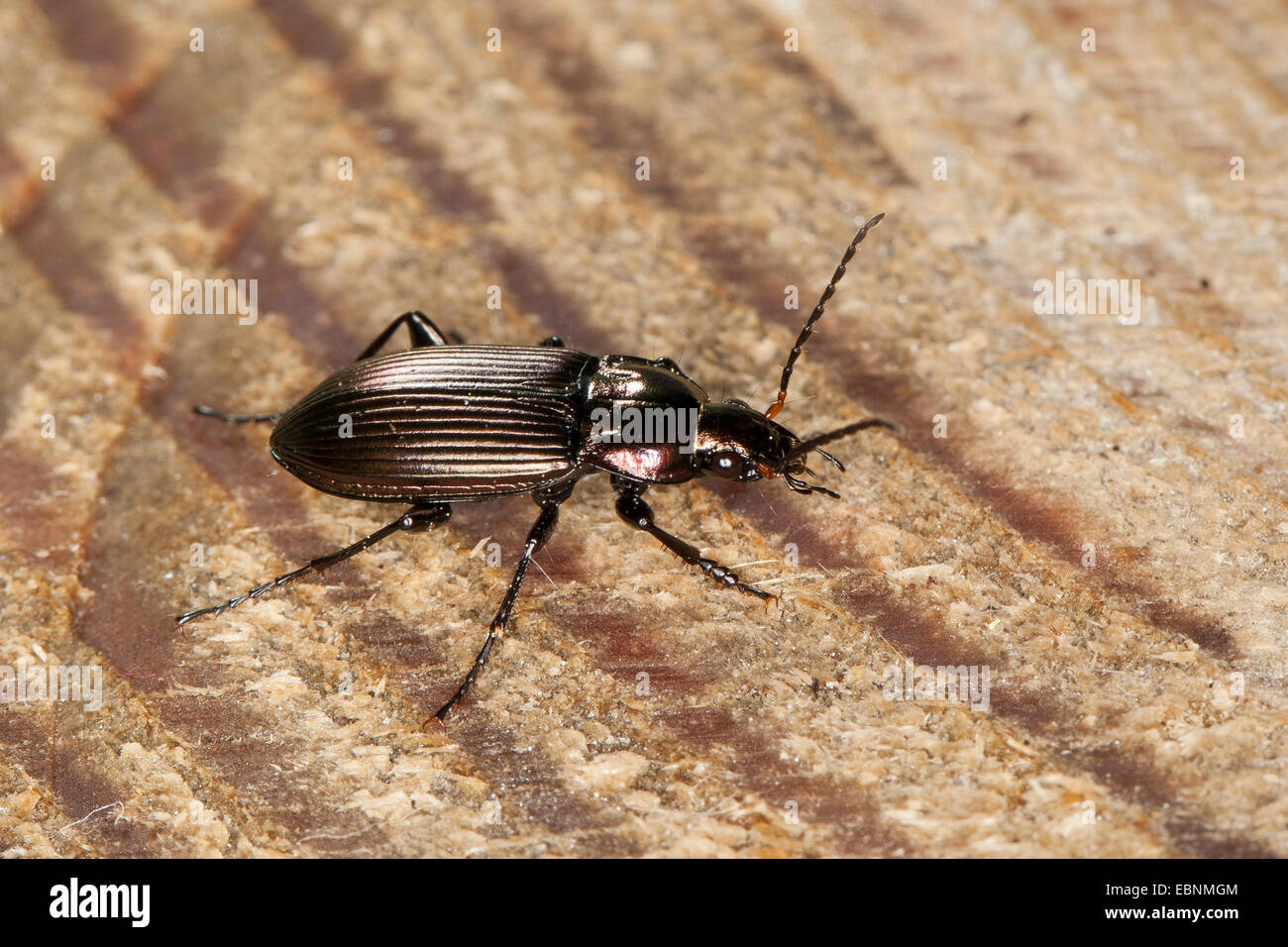 La pluie (Pterostichus cupreus, Poecilus cupreus), sur une tranche d'arbre, Allemagne Banque D'Images