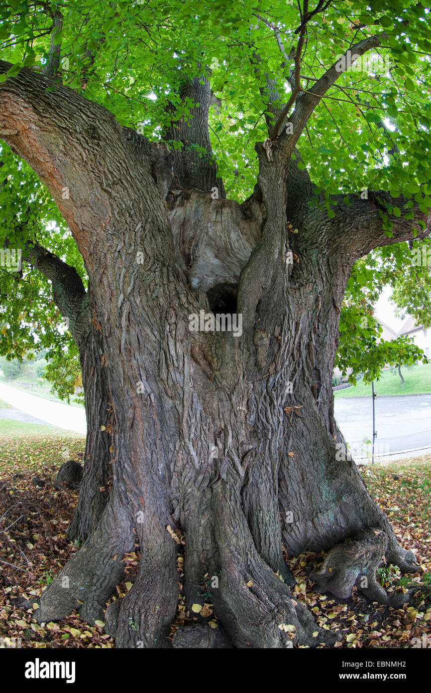 Le tilleul, Tilleul, tilleul (Tilia spec.), 350 ans, de tilleul en Teich-Linde Herstelle en Rhénanie du Nord-Westphalie, en Allemagne, en Rhénanie du Nord-Westphalie, Herstelle Banque D'Images