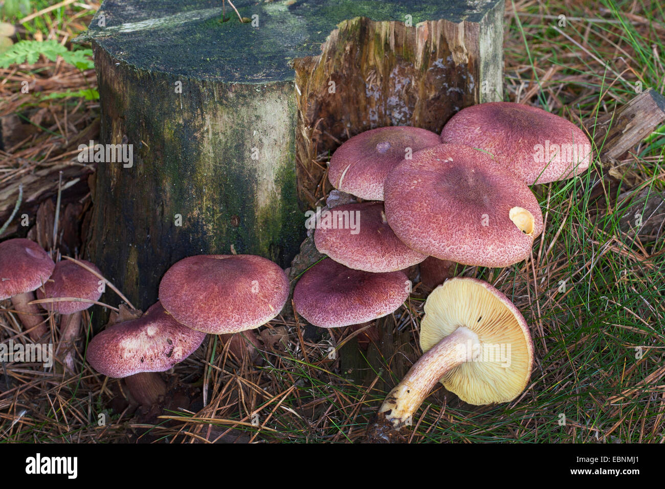 Les prunes et sa crème anglaise, red-haired (Tricholomopsis rutilans agaric, Tricholomopsis rutilans, Tricholoma variegata), plusieurs agarics rousse à un arbre snag, Allemagne Banque D'Images