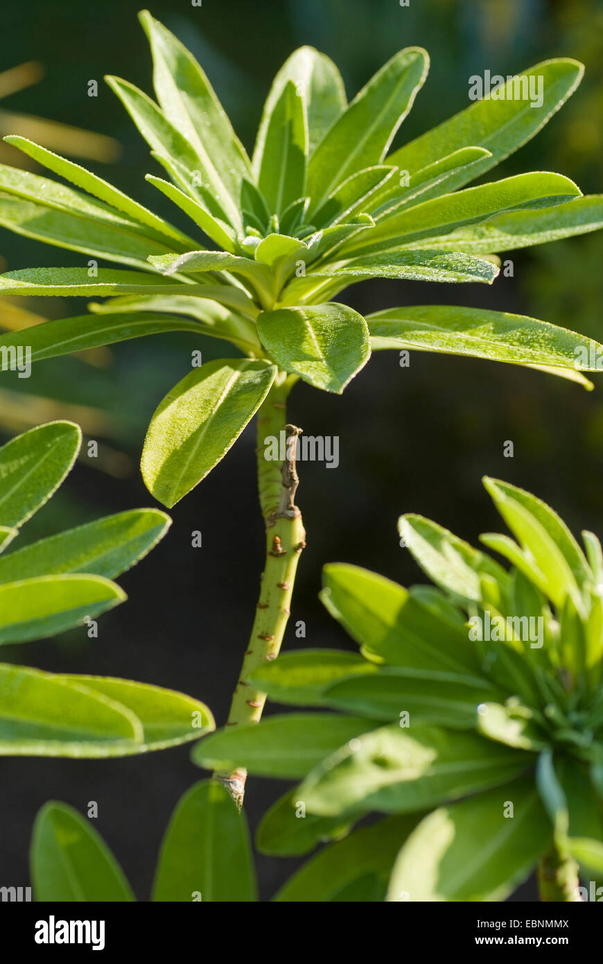 L'euphorbe ésule (Euphorbia stygiana stygiana), Sprout Banque D'Images