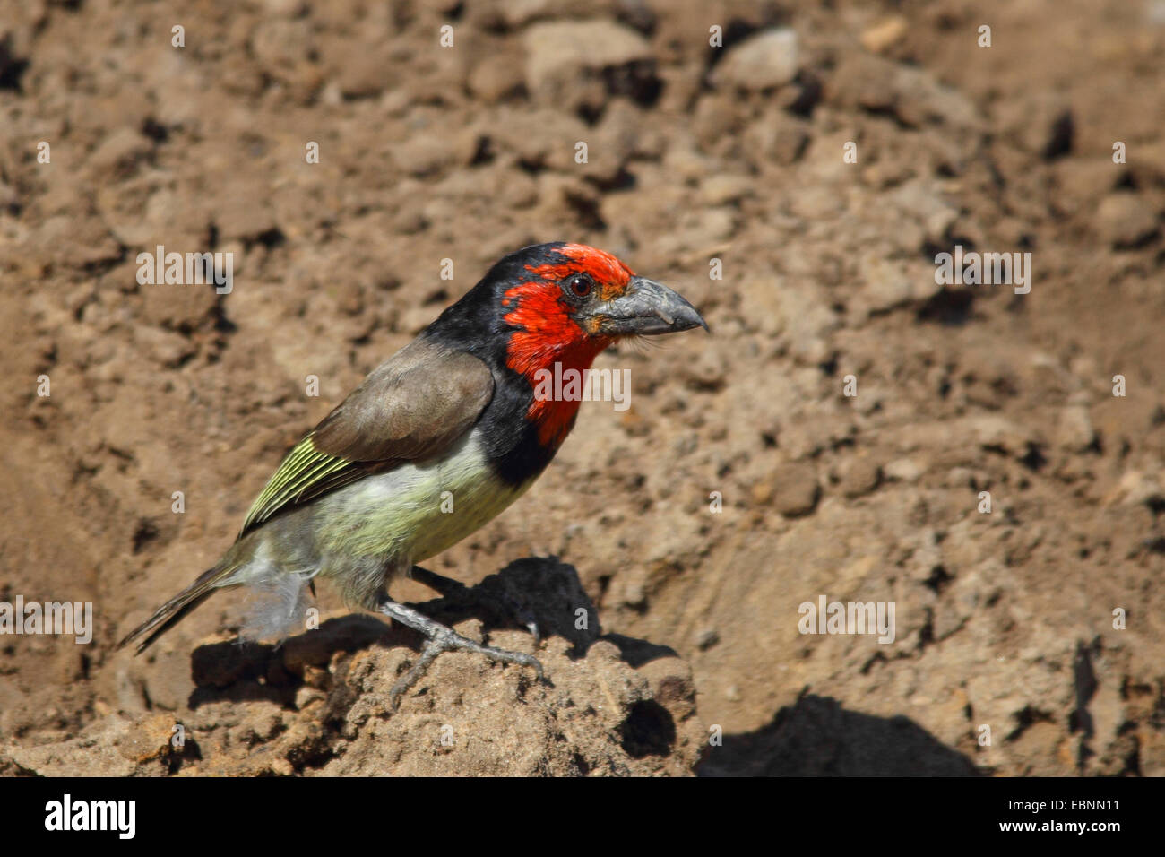 Un collier noir barbet (Lybius torquatus), assis sur le sol, l'Afrique du Sud, Mkuzi Game Reserve Banque D'Images