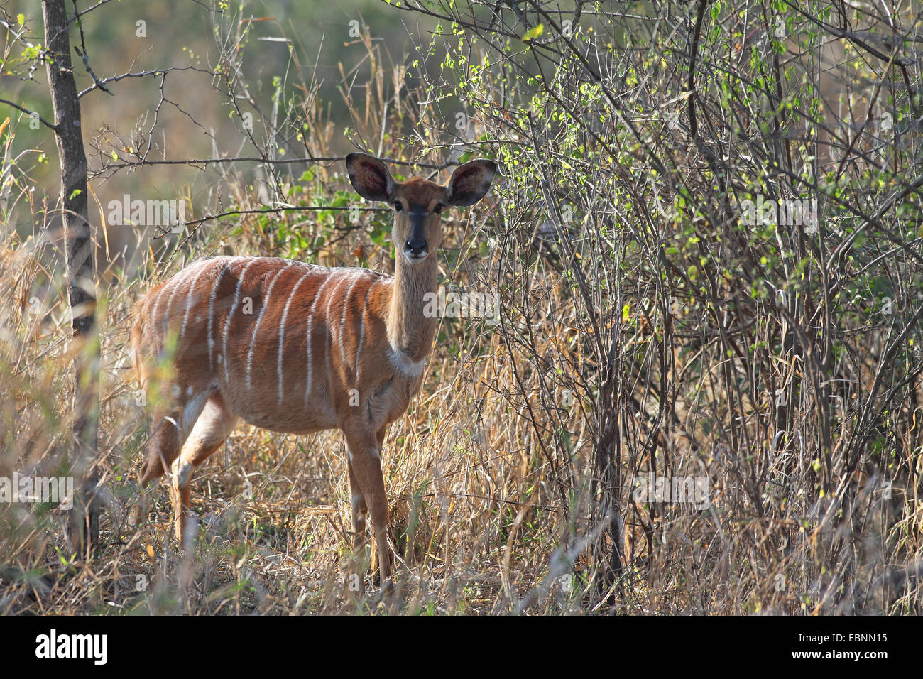 Nyala (Tragelaphus angasi), femme debout dans la brousse, Afrique du Sud, Mkuzi Game Reserve Banque D'Images