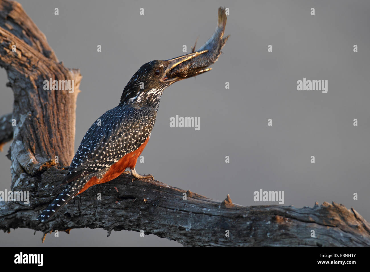 Martin-pêcheur géant (Megaceryle maxima), femme assise sur un arbre mort et de manger un poisson, Afrique du Sud, le Parc National de Pilanesberg Banque D'Images