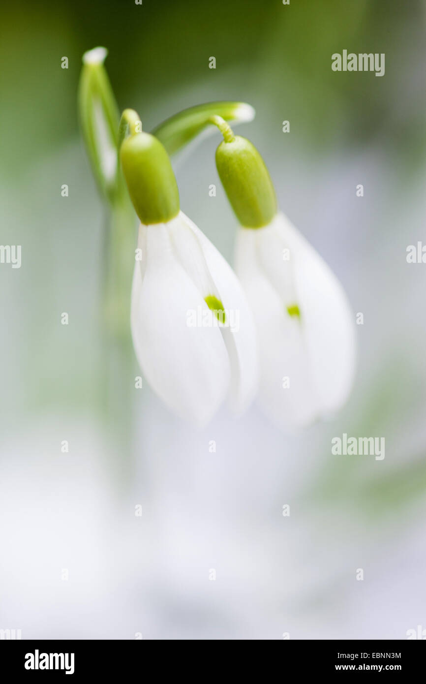 Snowdrop Galanthus nivalis (commune), deux fleurs, l'Allemagne, Bade-Wurtemberg Banque D'Images