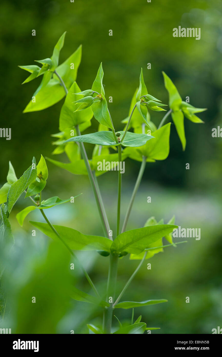 Caper spurge, Mole Plante (Euphorbia lathyris Euphorbia lathyrus,), l'inflorescence, Allemagne Banque D'Images