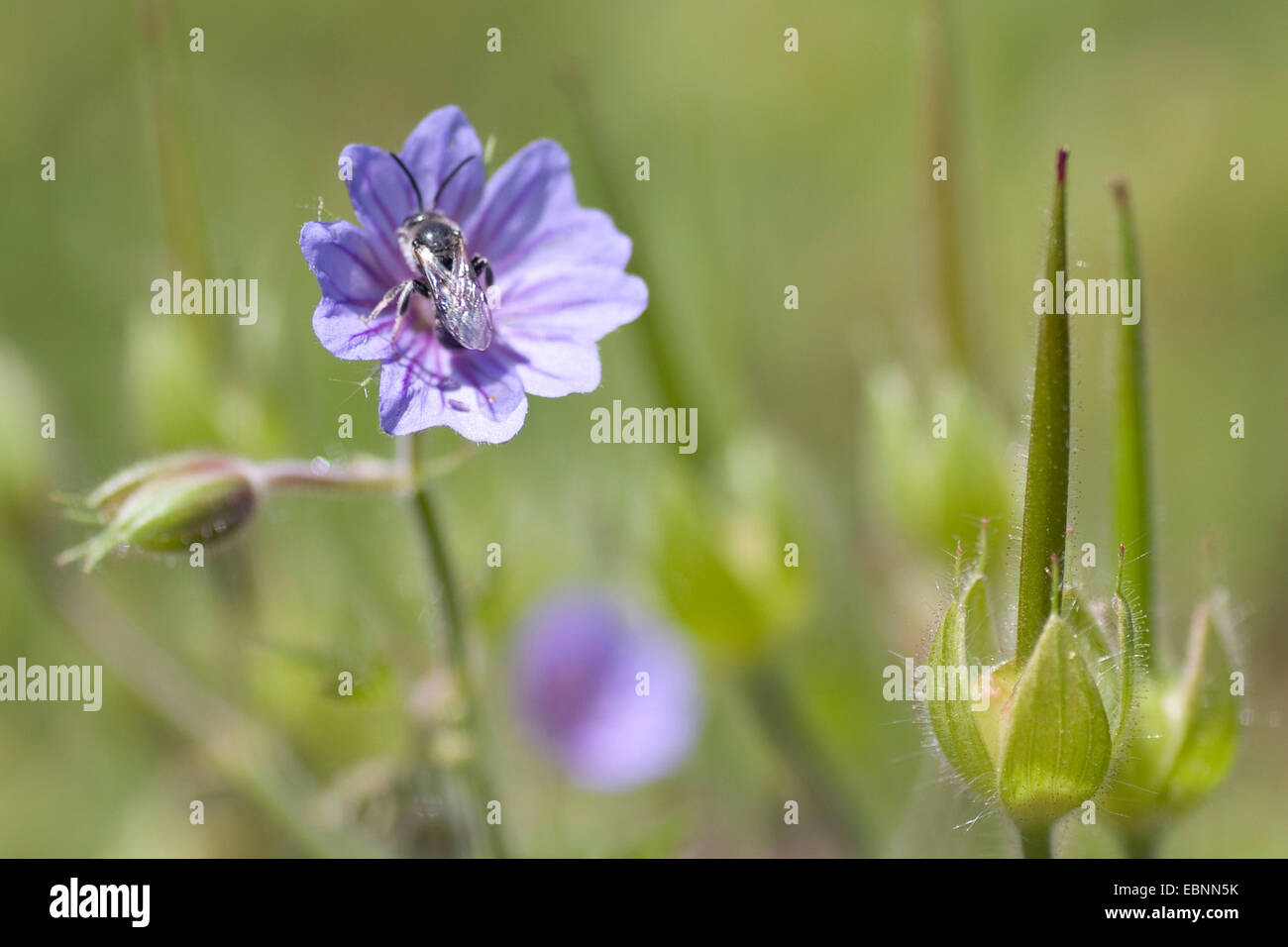 Bohemiean géranium sanguin (Geranium bohemicum), blooming Banque D'Images