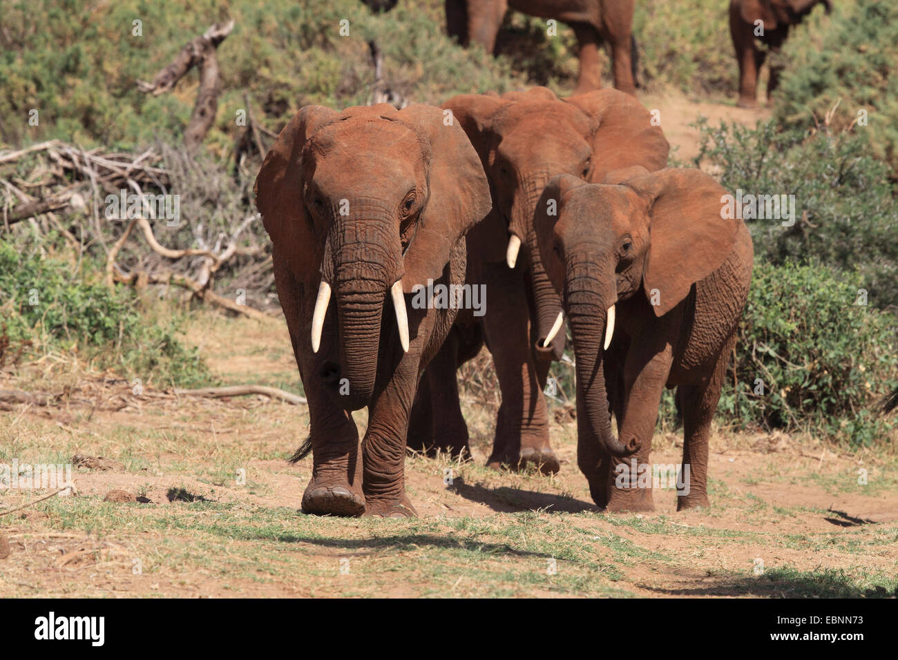 L'éléphant africain (Loxodonta africana), troupeau d'éléphants, au Kenya, Samburu National Reserve Banque D'Images