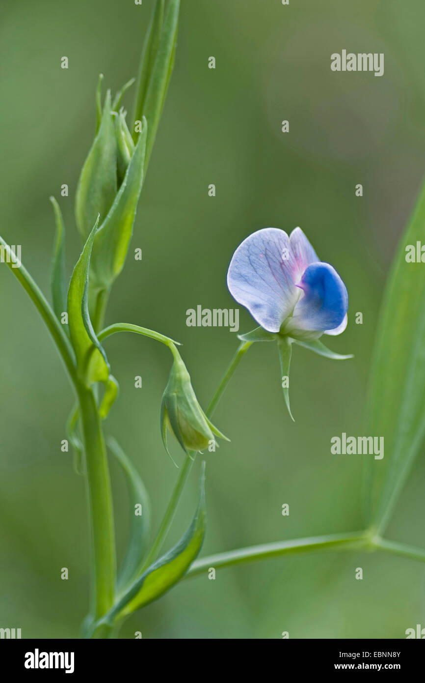 Peavine herbe, la gesse-vesce, Sweetpea bleu, bleu, la gesse gesse Pois (Lathyrus sativus), blooming Banque D'Images