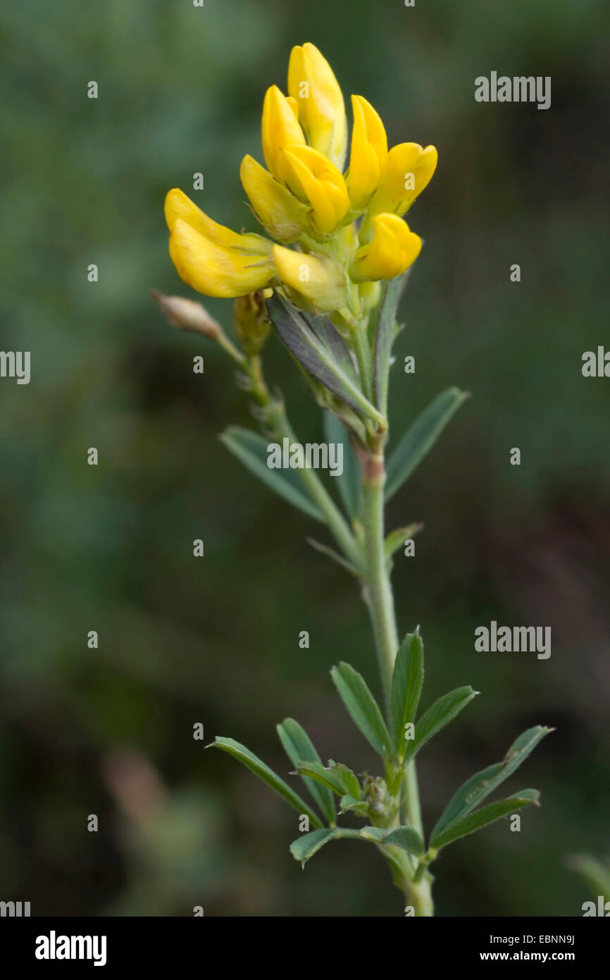 La luzerne, la luzerne (Medicago sativa agg., Medicago x varia, Medicago varia), qui fleurit en jaune Banque D'Images