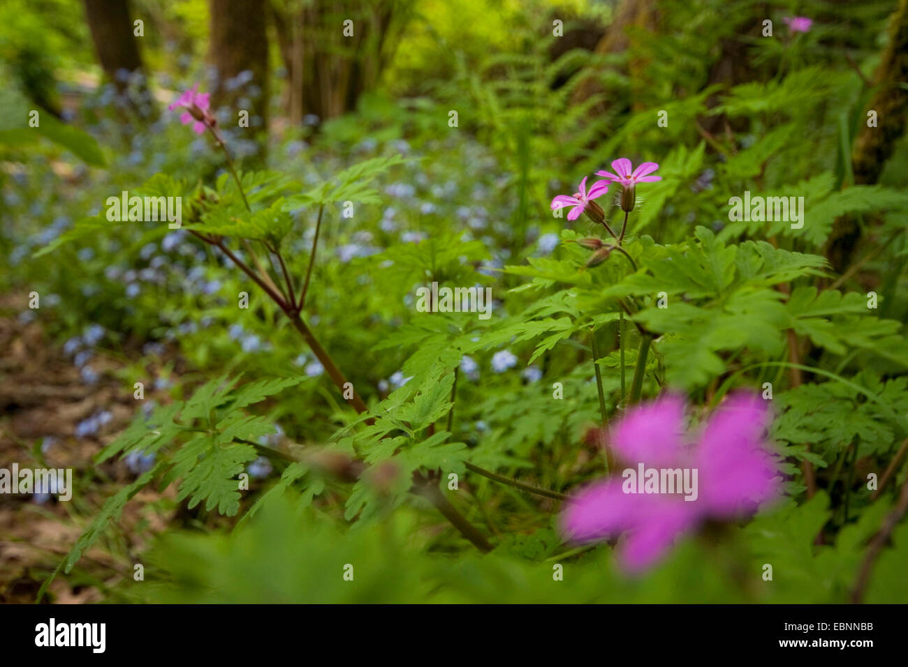 Herb Robert (Geranium robertianum), blooming, Rhineland Banque D'Images