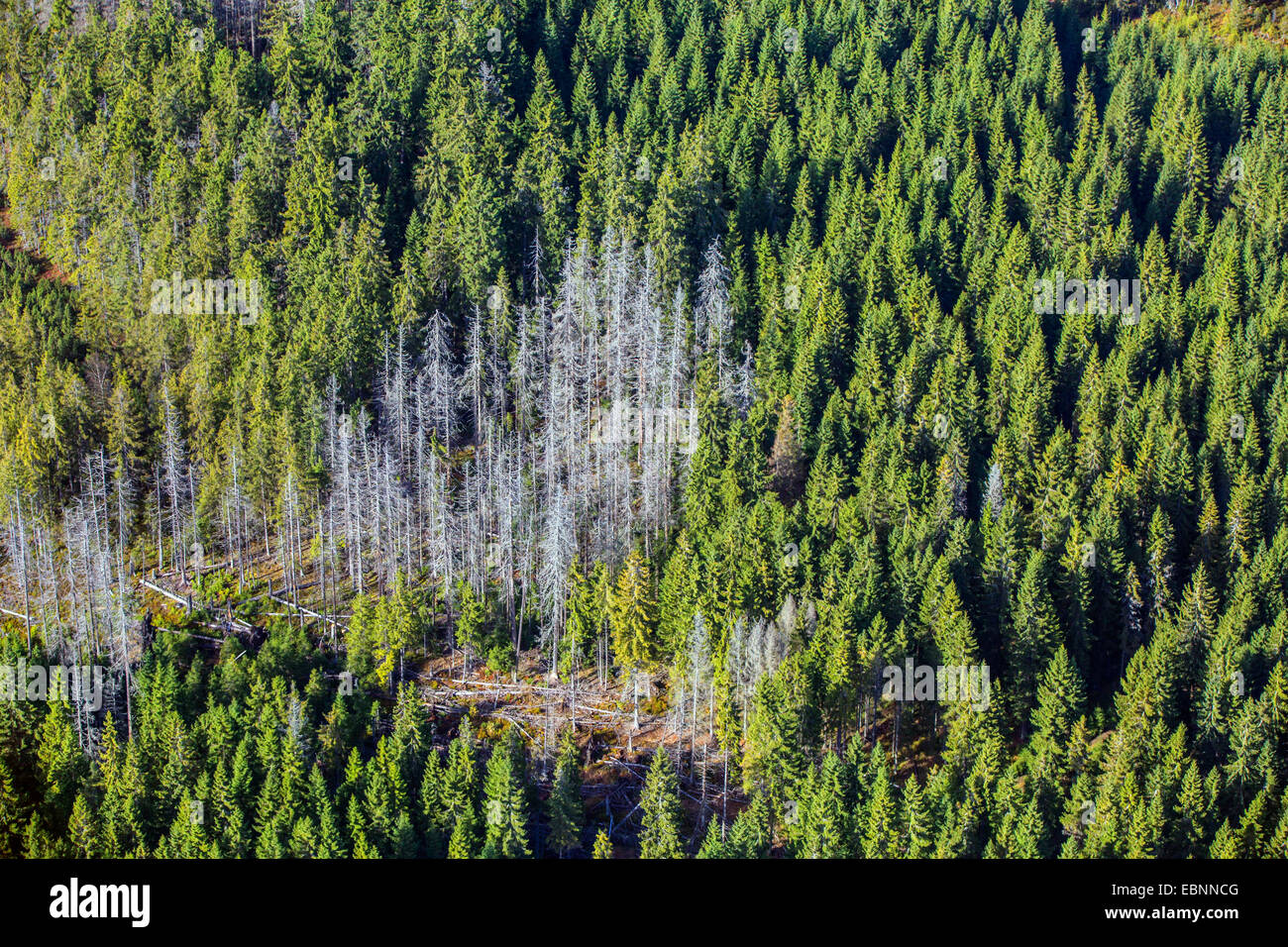 Les scolytes, graveur coléoptères &AMP ; Ambrosia Beetles, coléoptères du bois (Scolytidae (Ipidae)), vue aérienne de la zone d'infestation dans une forêt d'épinettes encore intact, la République tchèque, l'Boehmerwald Banque D'Images