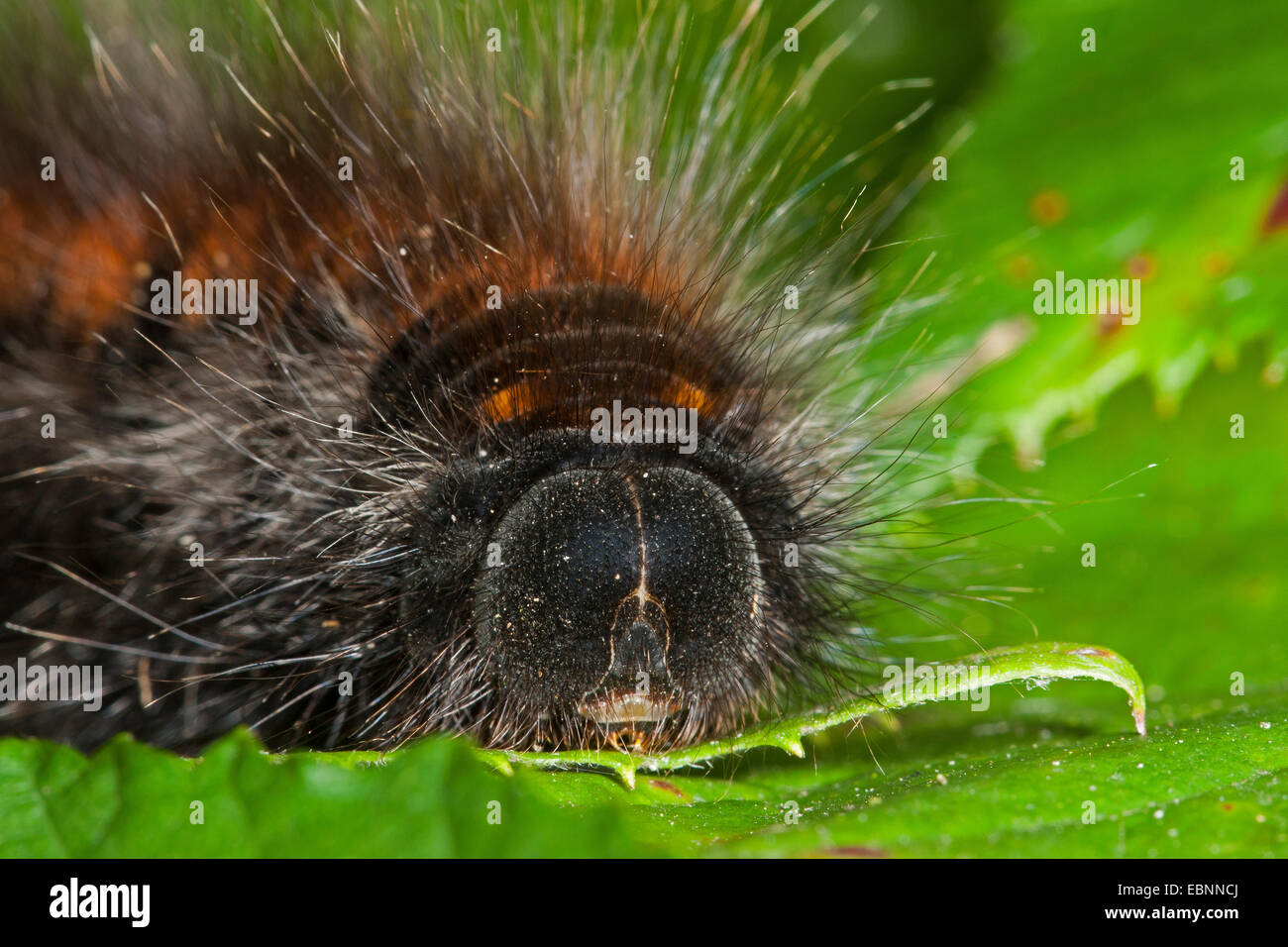 Fox Moth (Macrothylacia rubi), portrait d'une chenille, Allemagne Banque D'Images
