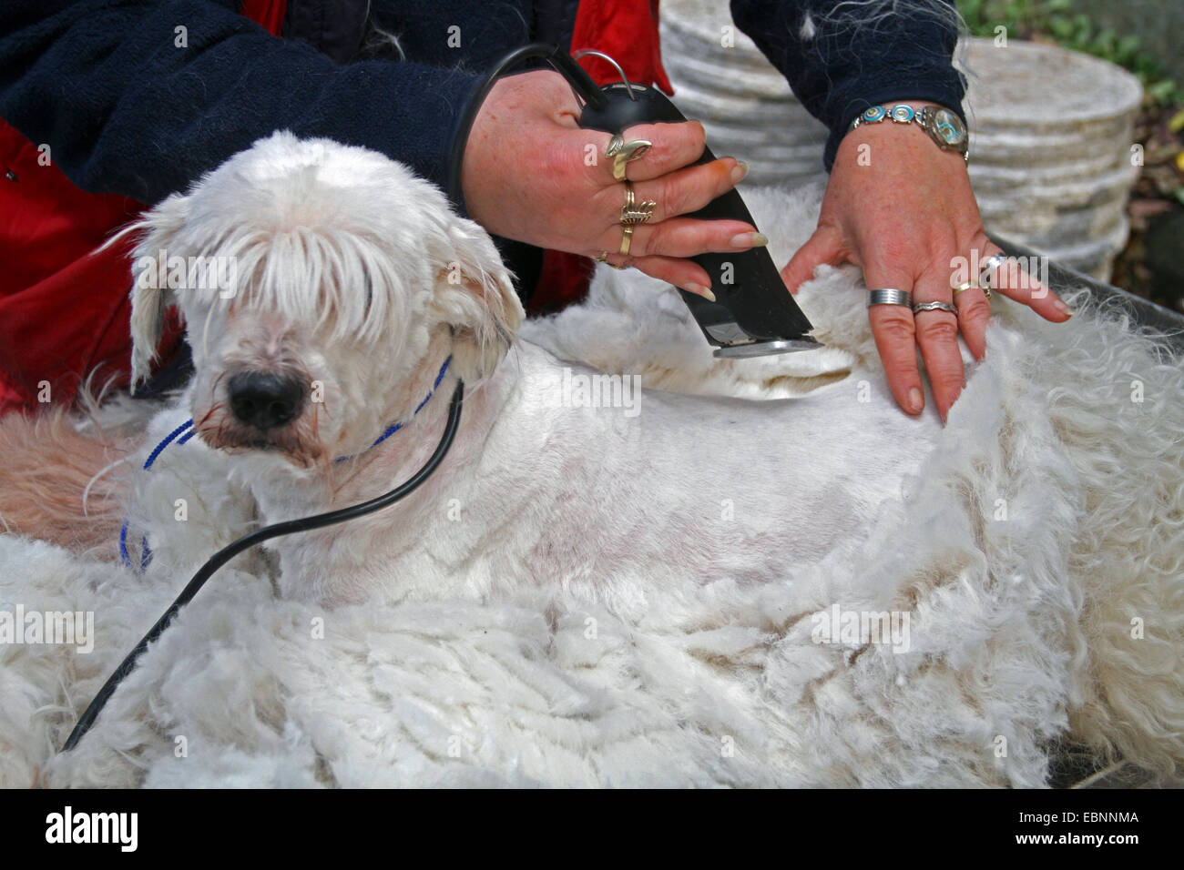 Terrier tibétain (Canis lupus f. familiaris), est tondue par un toiletteur chien Banque D'Images