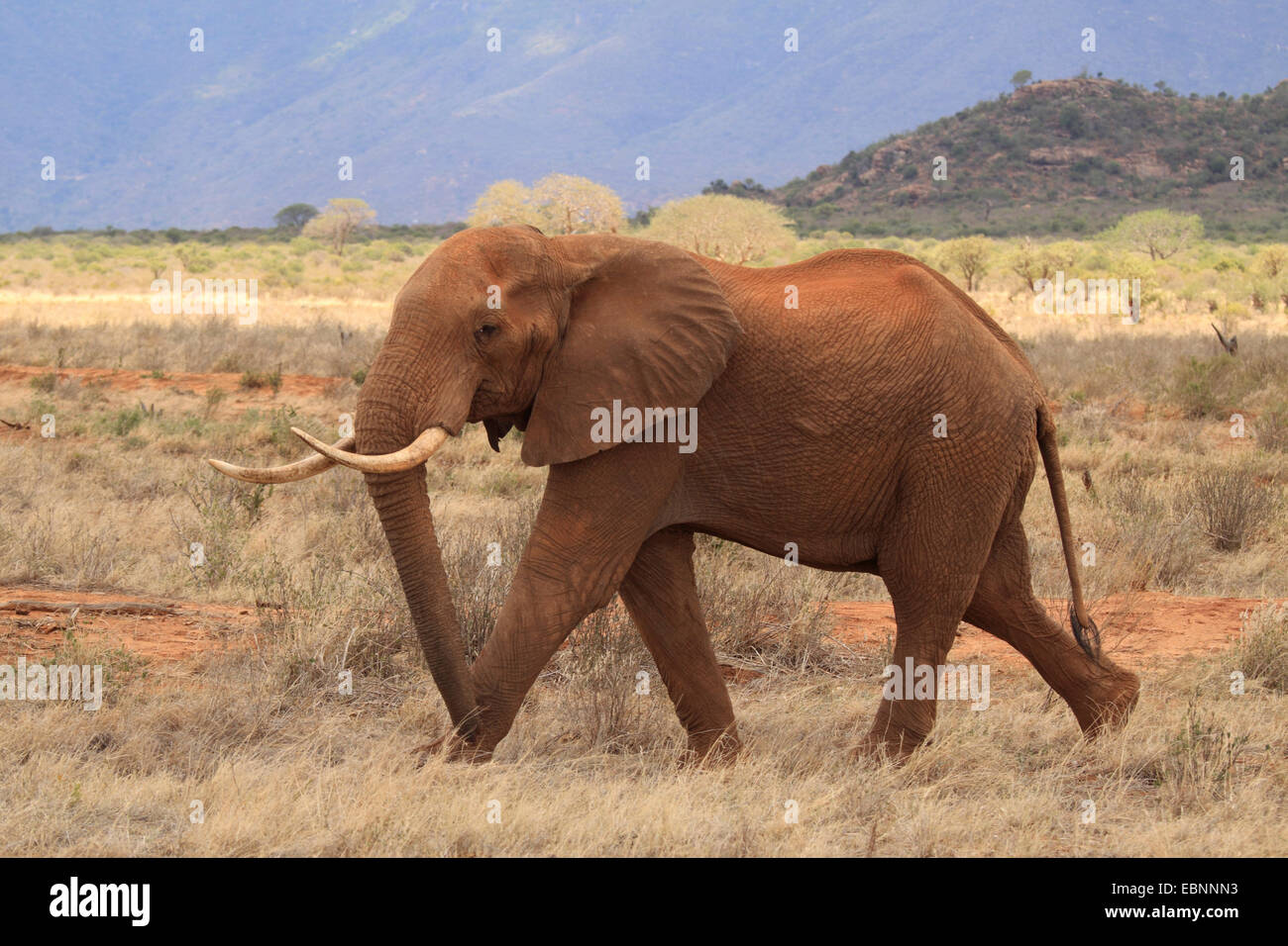 L'éléphant africain (Loxodonta africana), des profils recouverts de poussière rouge après le bain de boue marche à travers la savane, le Kenya, l'Est de Tsavo National Park Banque D'Images