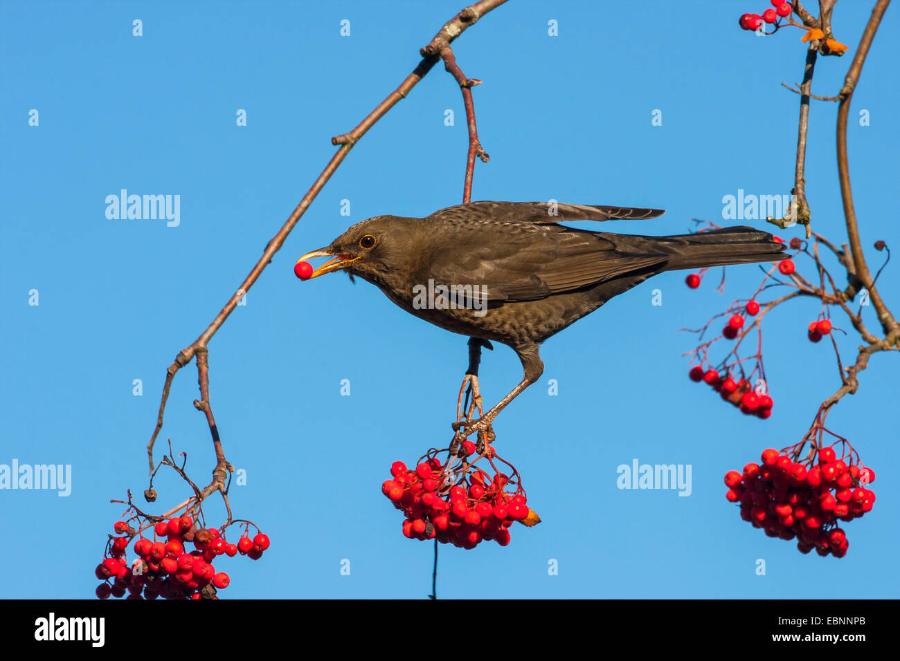 Blackbird (Turdus merula), blackbird se nourrissant de Rowan, Suisse, Sankt Gallen Banque D'Images