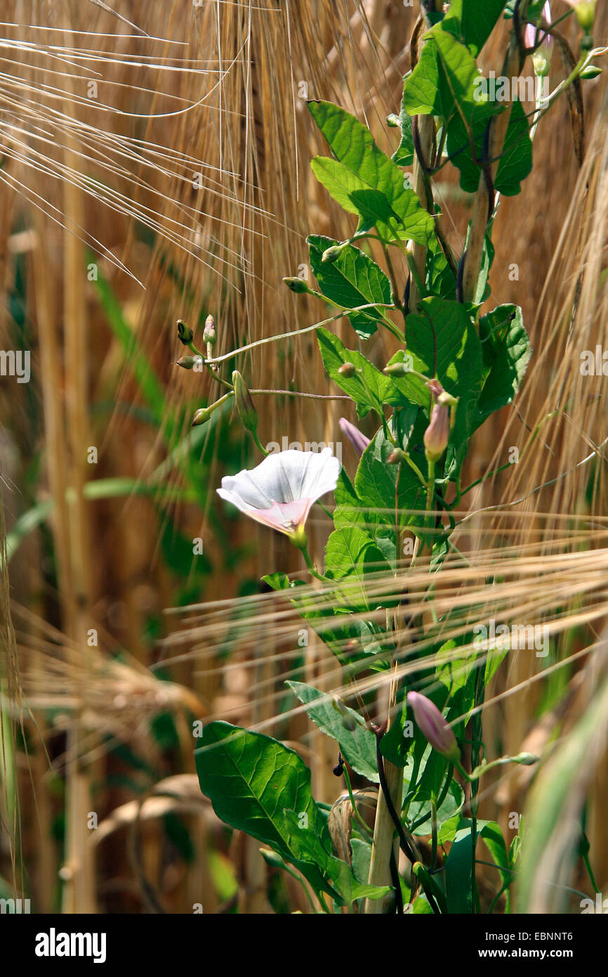Le liseron des champs, champ de gloire du matin, petit liseron des champs (Convolvulus arvensis), qui fleurit dans un champ d'orge, de l'Allemagne, Rhénanie-Palatinat Banque D'Images