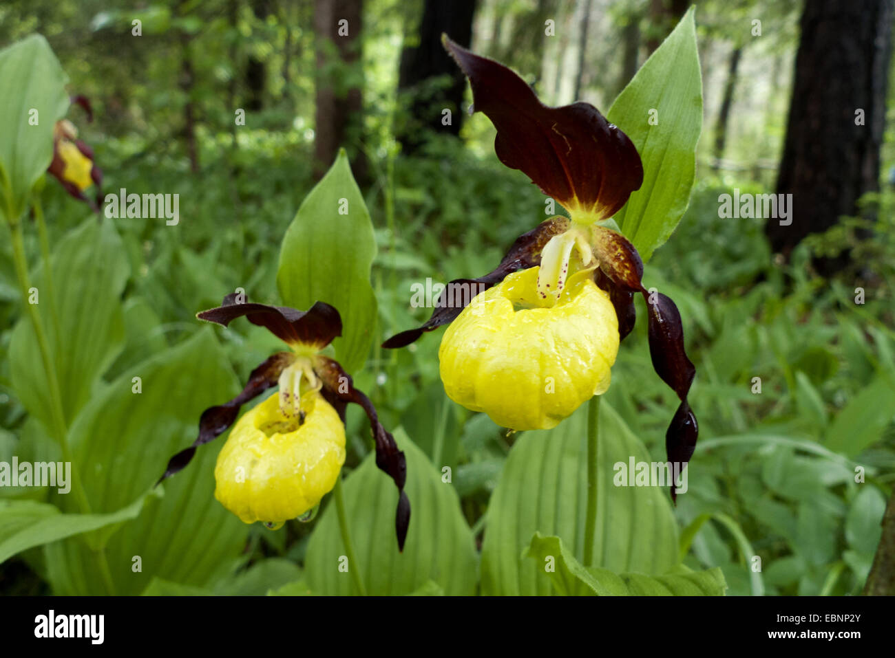 Lady's Slipper orchid (Cypripedium calceolus), deux fleurs, l'Autriche, le Tyrol, Lechtal, Martinau Banque D'Images