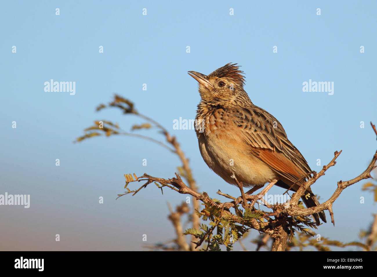 Rofous-cou lark (Mirafra africana), est assis sur un buisson, Afrique du Sud, Ithala Game Reserve Banque D'Images