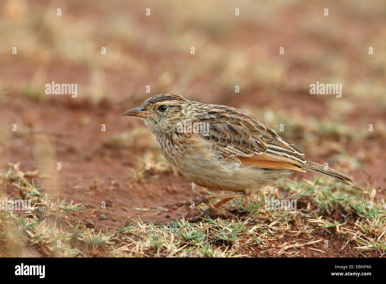 Rofous-cou lark (Mirafra africana), se dresse sur le terrain, Afrique du Sud, Ithala Game Reserve Banque D'Images