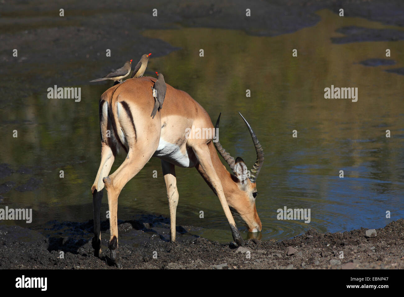 Red-billed Oxpecker (Buphagus erythrorhynchus), trois oiseaux s'asseoir sur le dos d'un mâle impala potable, Afrique du Sud, Kruger National Park Banque D'Images