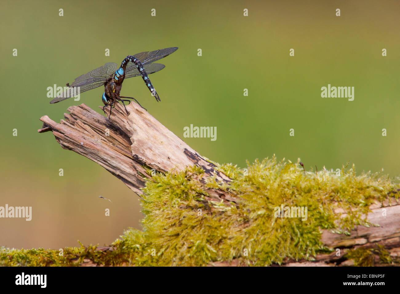 Libellule Anax imperator (empereur), les bains de soleil sur la branche moussue, Suisse Banque D'Images