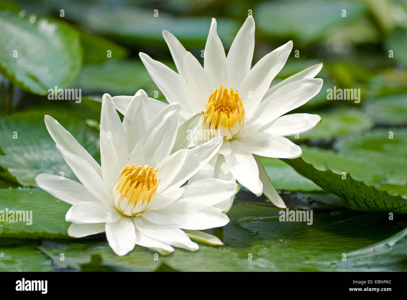 Nénuphar blanc égyptien, égyptien lotus (Nymphaea lotus), deux fleurs Banque D'Images