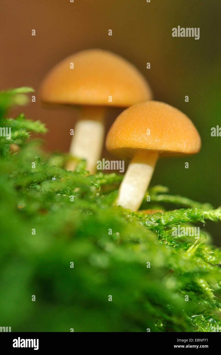 La souche commune (brittlestem Psathyrella piluliformis), deux brittlestems dans Moss, Allemagne Banque D'Images