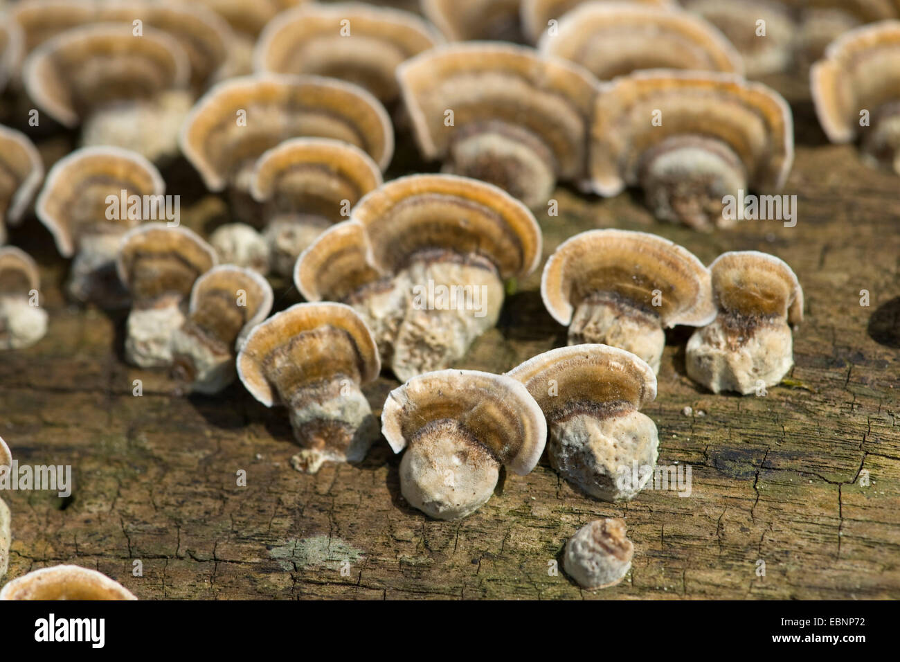 La Turquie, Turkeytail la queue, beaucoup de zones support, la pourriture du bois (Trametes versicolor, Coriolus versicolor), plusieurs organes de fructification à un tronc d'arbre, Allemagne Banque D'Images