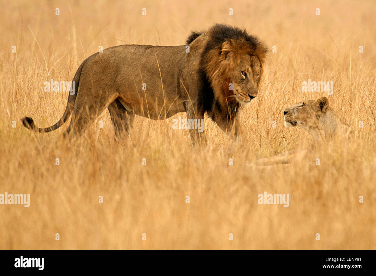 Lion (Panthera leo), hommes et femmes ensemble dans la savane, l'Ouganda, le Parc national Queen Elizabeth Banque D'Images