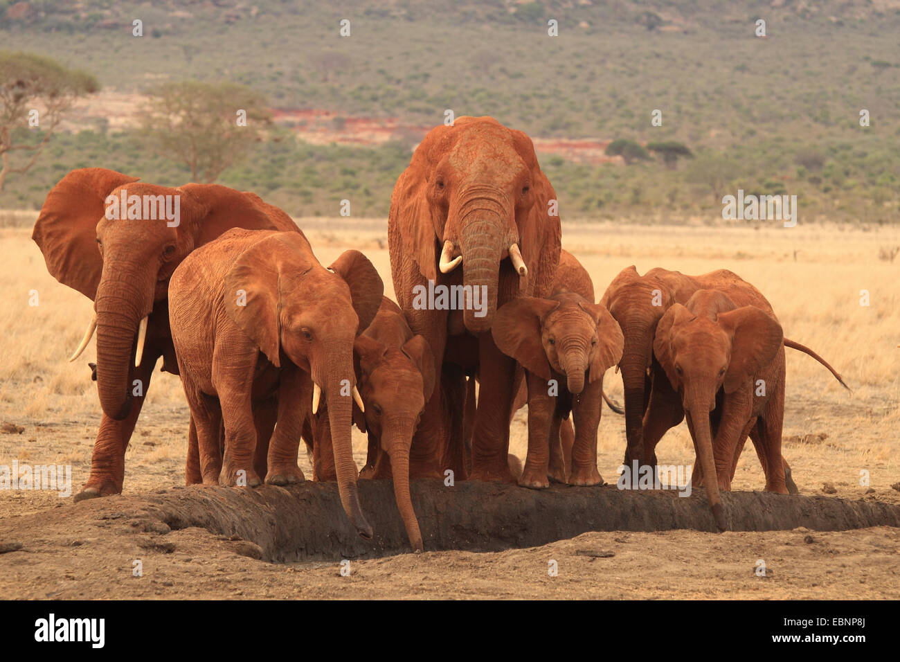 L'éléphant africain (Loxodonta africana), troupeau d'éléphants dans un trou potable, le Kenya, l'Est de Tsavo National Park Banque D'Images