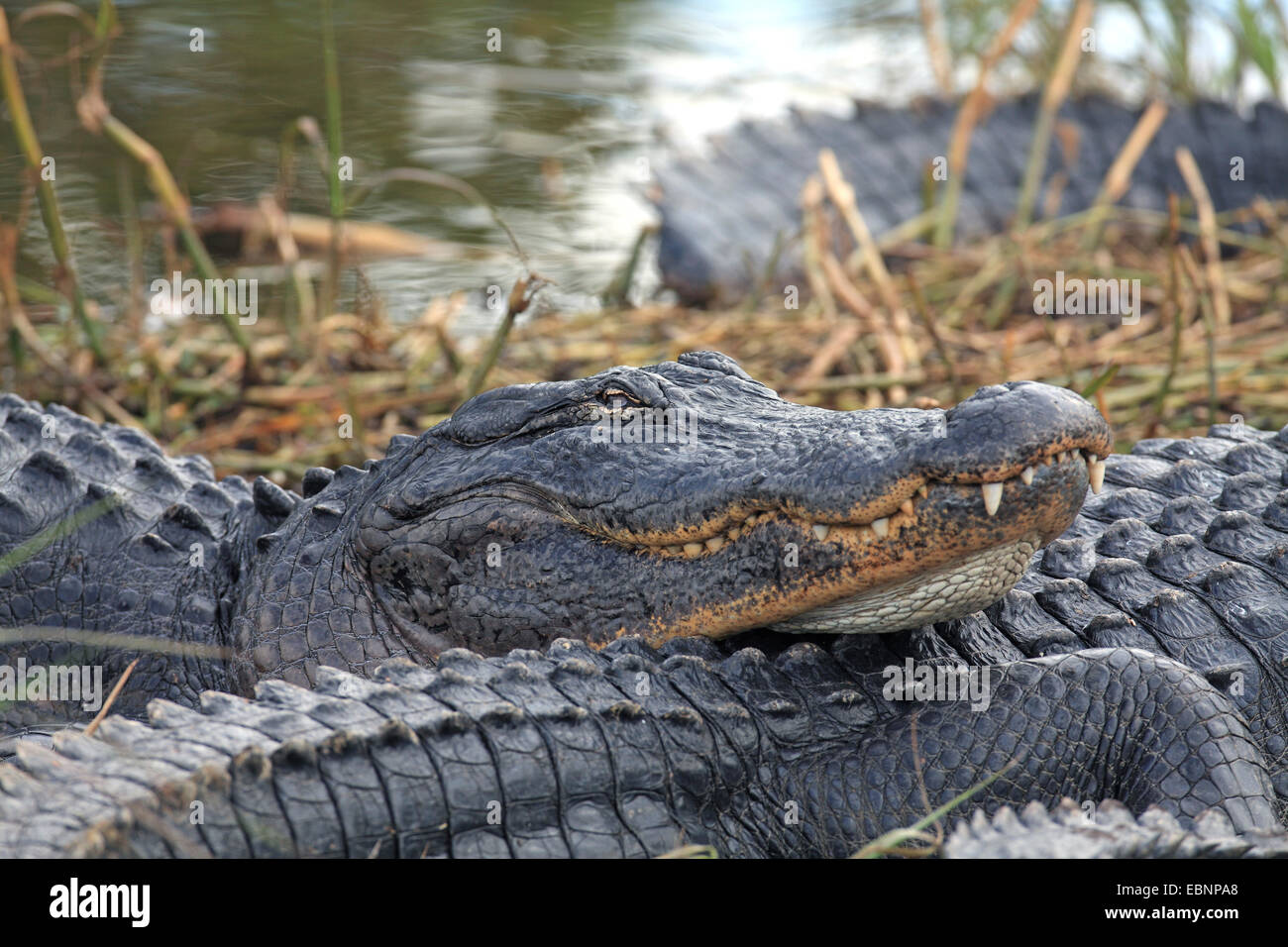 Alligator Alligator mississippiensis) (alligator, situé au bord d'un lac peu profond ; portrait, USA, Floride, le Parc National des Everglades Banque D'Images