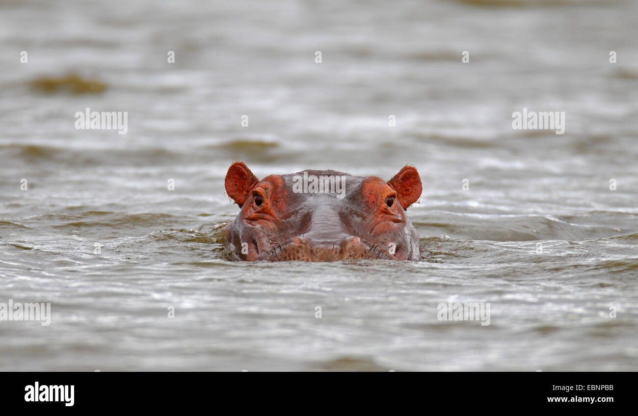 Hippopotame, hippopotame, hippopotame commun (Hippopotamus amphibius), natation, tête portrait, Afrique du Sud, Kruger National Park Banque D'Images