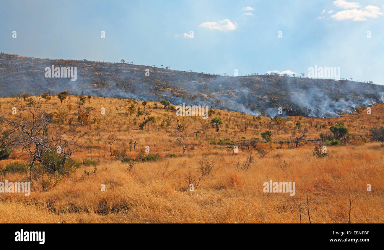 Le contrôle de la végétation par le feu ciblée, Afrique du Sud, le Parc National de Pilanesberg Banque D'Images