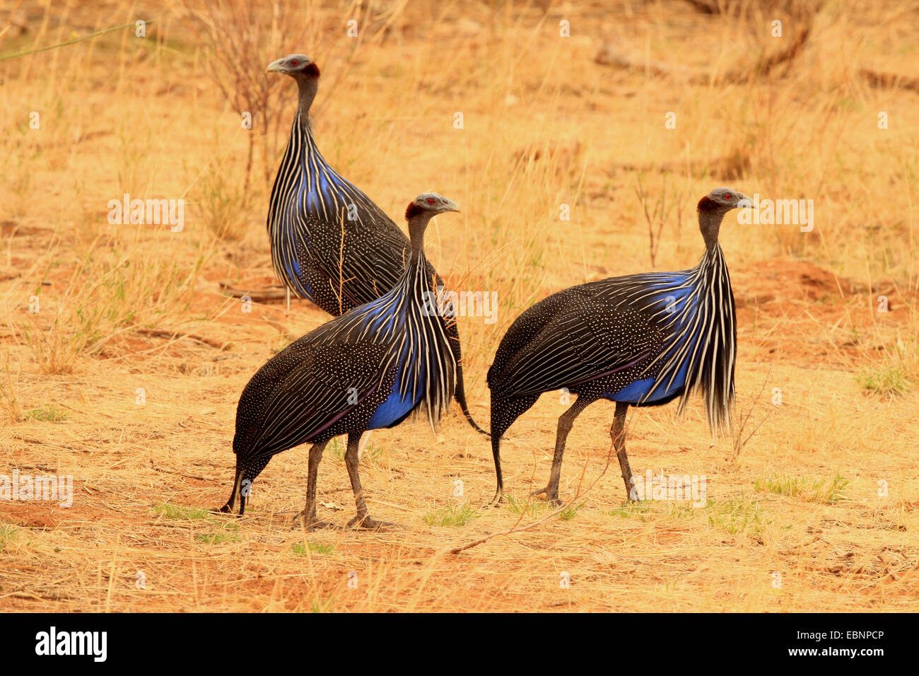 Pintade vulturine Acryllium vulturinum), (trois guineafowls , Kenya, Samburu National Reserve Banque D'Images