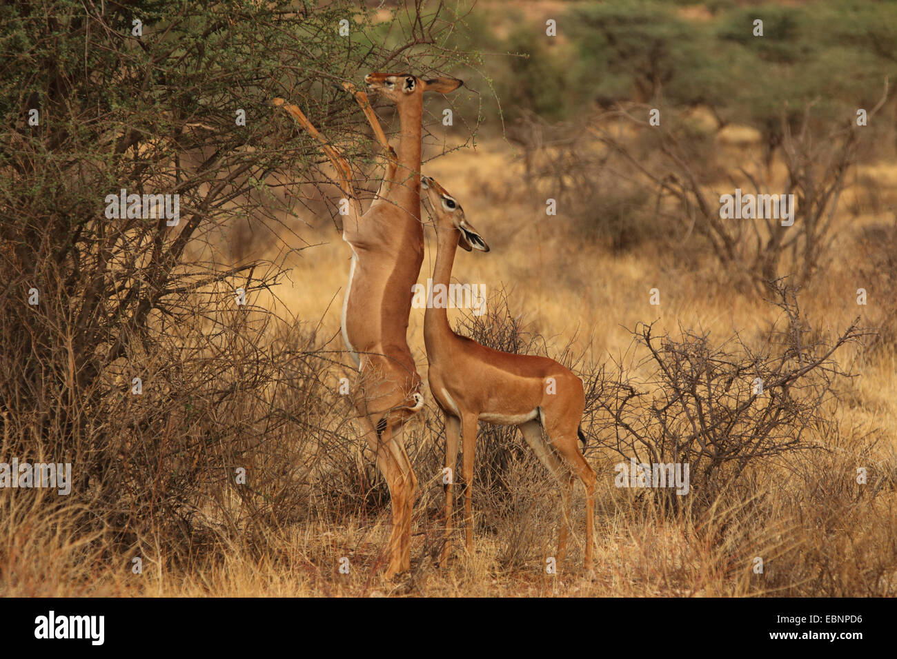 Gerenuk (Litocranius walleri), deux gerenuks se nourrissant d'un buisson, Kenya, Masai Mara National Park Banque D'Images