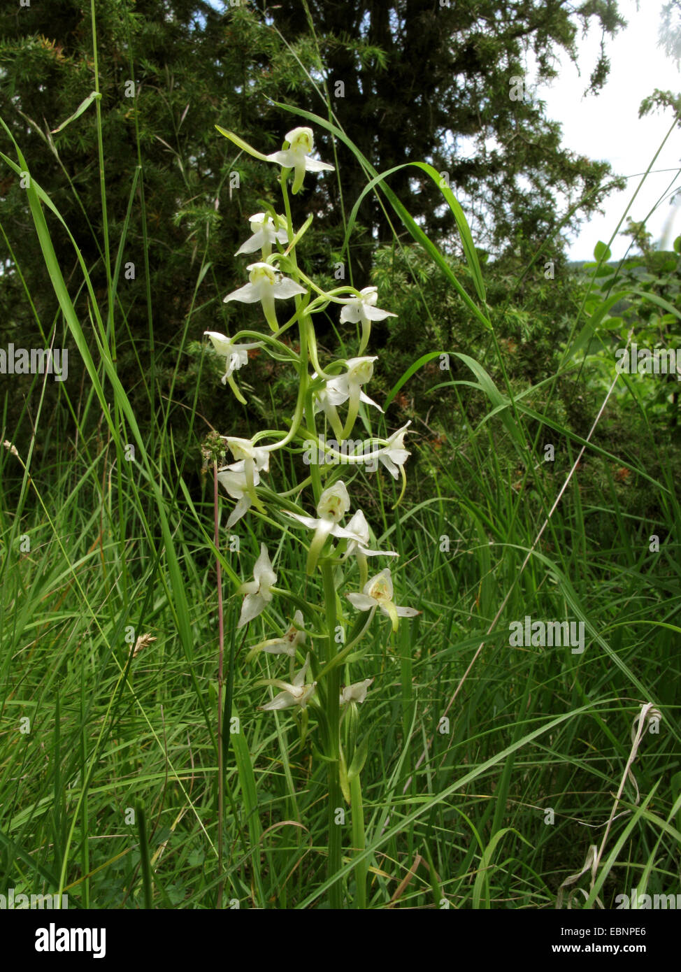 Papillon plus de l'Ouest (Platanthera chlorantha), inflorescence, Allemagne, Rhénanie du Nord-Westphalie Banque D'Images