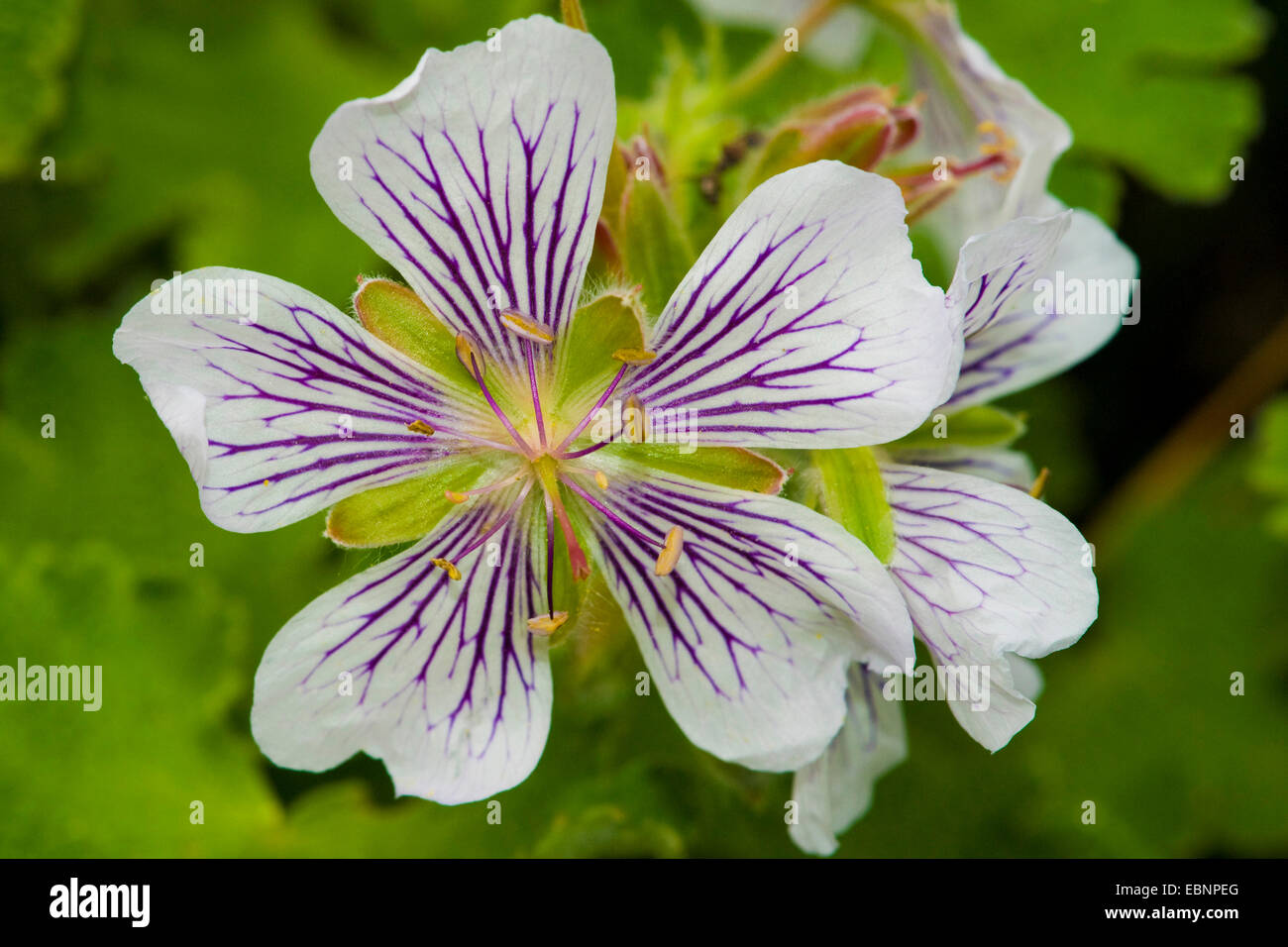 Renard's crane's-bill (Geranium renardii), fleur Banque D'Images